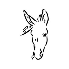 Sketch of donkey Hand drawn illustration donkey vector
