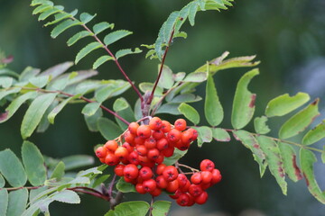 Red berries on a tree at a nature reserve. There is a lovely contrasting red against the green background.