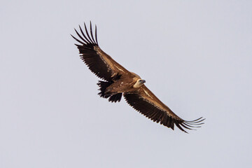 Griffon vulture, Gyps fulvus in Monfrague National Park. Extremadura, Spain