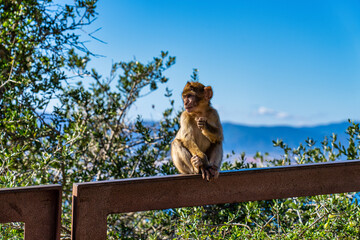 Fototapeta na wymiar Wild macaque or Gibraltar monkey, attraction of the British overseas territory.