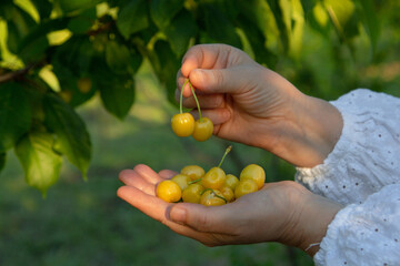 female hand holds ripe yellow cherry fruits in her palm, harvesting