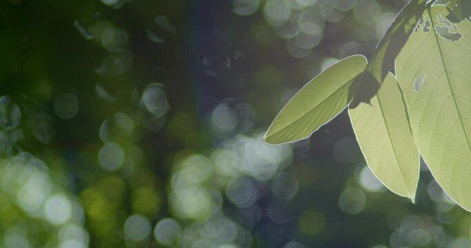 Background footage bokeh with leaves sway in the foreground due to the wind and beautiful flares through the leaves in the park.
