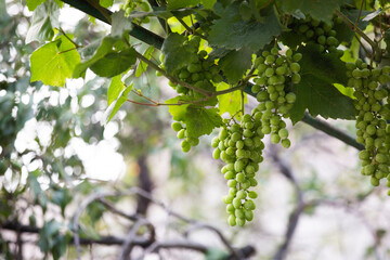 green grapes on the vine