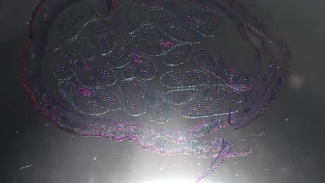 Magnified in 40 times apical bud in longitudinal section filmed with oblique lighting. Piece of plant filmed under microscope to explore molecule and cell. Flora consisting of chlorophylls and tissues