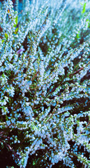 blue and green leaves