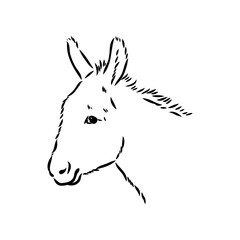 Sketch of donkey Hand drawn illustration donkey vector