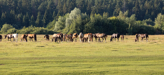 Rustic summer landscape. A herd of horses grazes on the field during the day