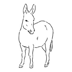 Sketch of donkey Hand drawn illustration donkey vector