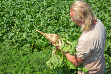 A man holds a sugar beet plucked in an agricultural field. Harvesting beets