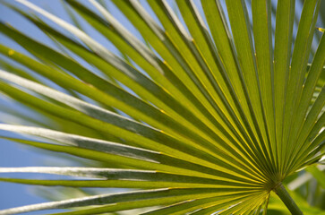 Palm leaves