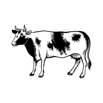 The cow is grazing in the meadow. Milk and dairy products. Linear cow icon.