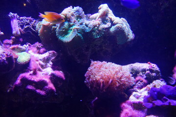 School of fish and Fish Tank at Aquarium in Japan - 日本 水族館 魚