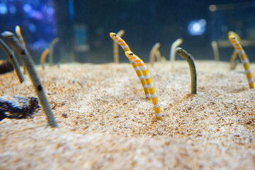 Spotted Garden Eel in Aquarium, Japan - 日本 水族館 チンアナゴ