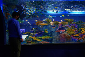 School of fish and Fish Tank at Aquarium in Japan - 日本 水族館 魚	