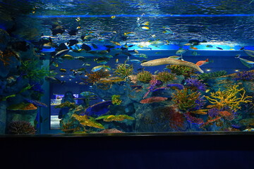 School of fish and Fish Tank at Aquarium in Japan - 日本 水族館 魚	