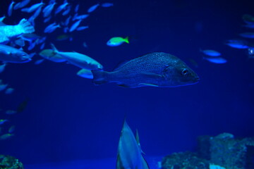 Naklejka premium School of fish and Fish Tank at Aquarium in Japan - 日本 水族館 魚