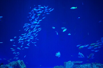 School of fish and Fish Tank at Aquarium in Japan - 日本 水族館 魚