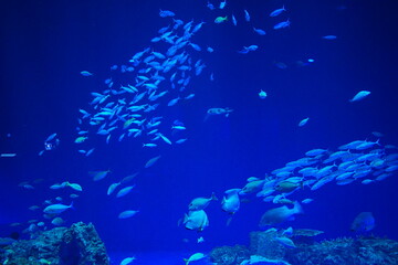 Fototapeta na wymiar School of fish and Fish Tank at Aquarium in Japan - 日本 水族館 魚