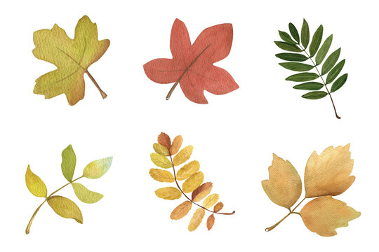Set of watercolor autumn leaves.  Isolated on a white background.