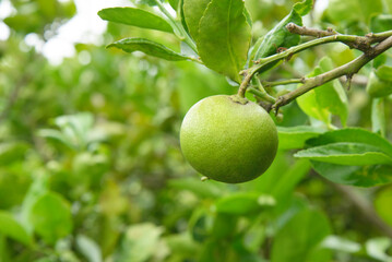 green lemon on tree in plantation