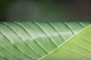Leaves