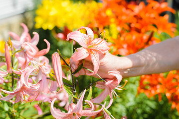 Close-up of gardener's female hand touching beautiful bright flowers, pink lilies in garden outdoors on sunny summer day © Sergio