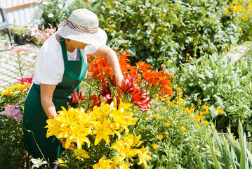 Side view of senior woman gardener in straw hat gardening, taking care of flowers on sunny day outdoors. Top angle view of an elderly woman standing in lily bed