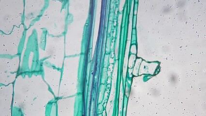 Stem of Cucurbita moschata L.S. under microscope 200x against bright field. Longitudinal section of pumpkin magnified under micrograph for science issues. Research of flora life. Nature theme - Powered by Adobe