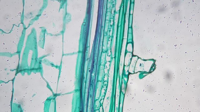 Stem of Cucurbita moschata L.S. under microscope 200x against bright field. Longitudinal section of pumpkin magnified under micrograph for science issues. Research of flora life. Nature theme