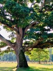 mighty oak in fall