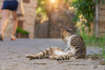 The cat is closely watching the girl passing by.