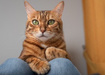 Domestic cat lying on the owners lap.