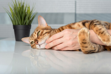 A womans hand caresses a cat.