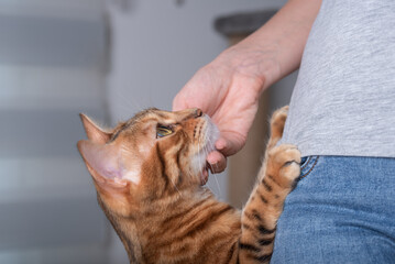 The cat, leaning its front paws on its mistress, looks at her lovingly.