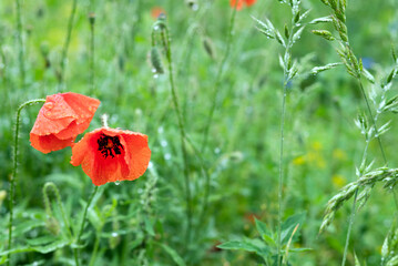 Blurred image of poppy flowers on the background of the meadow after the rain.