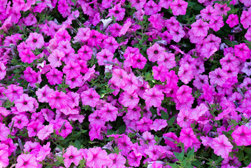 Flowerbed of petunias with purple flowers. Summer floral background.