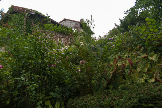 Giardino di ortensie a Poffabro d'estate