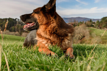 Naklejka premium german shepherd dog lying sphinx-like in front of the viewer, with the head turned backwards while looking beyond the photo frame. mouth ajar