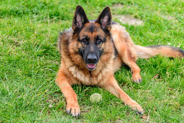 close-up of a german shepherd dog lying like a sphinx, looking straight ahead at the viewer. calm, serene look, half-open mouth, erect ears, while protecting his favorite green tennis ball in his hand