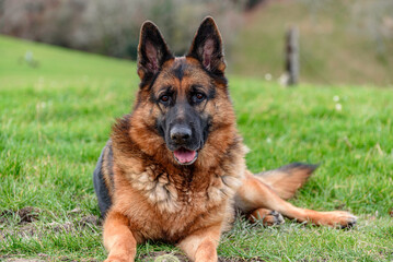 close-up of a german shepherd dog in a sphinx-like position, looking straight ahead at the viewer. calm, serene look, half-open mouth, erect ears. In the background the forest and the blurred field