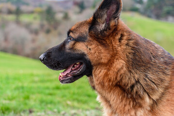 close-up of a german shepherd dog's head in profile with mouth half open, ears pricked. Serene and with an attentive look. In the background the field and forest blurred