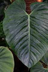 Leaf