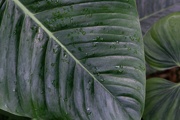 Leaf