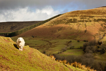Sheep, Brecon Beacons Welsh English borders