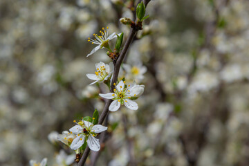 Blackthorn prunus spinosa sloe plant shrub white flower bloom blossom detail spring wild fruit