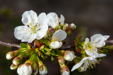 Prunus cerasus flowering tree flowers, group of beautiful white petals tart dwarf cherry flowers in bloom against blue sky in sunlight