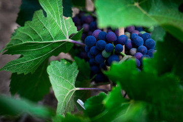 pinot noir grapes in the vineyards