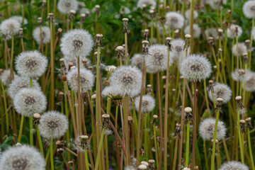 Dandelion field. A lot of dandelion. Glade of dandelions juicy green summer lightness. Macro dandelions. Close dandelions. Summer dandelions