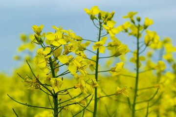 Obraz premium Landscape of a field of yellow rape or canola flowers, grown for the rapeseed oil crop. Field of yellow flowers with blue sky and white clouds. Spring in Ukraine