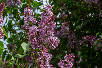 Branch of lilac flowers with green leaves, floral natural seasonal hipster background